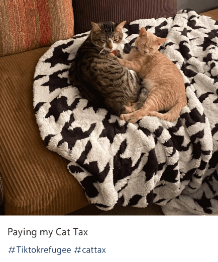 Cat Tax in Xiaohongshu